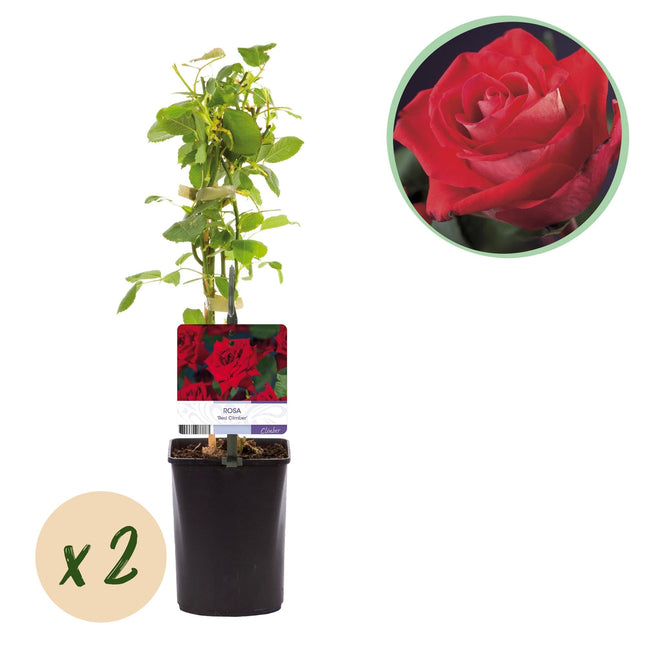Kletterrose Rosa Red Climber – 2 Pflanzen 11cm – ca. 40cm hoch – Dunkelrote duftende Blüten – Pflegeleicht & robust – Ideal für Wände, Zäune & Pergolen