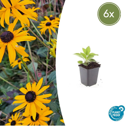 Leuchtender Sonnenhut Rudbeckia fulgida 'Goldsturm' – ↕10-25cm – Ø9cm – 6 Pflanzen – Gelbe Blüten – Bienenfreundlich – Pflegeleichte Staude – Sonniger Standort