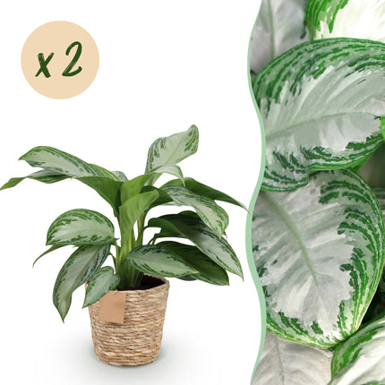 Aglaonema Silver Bay – Zwei pflegeleichte Silberblatt – Zimmerpflanzen im dekorativen Korb – 17cm – Höhe 70-75cm – Silber