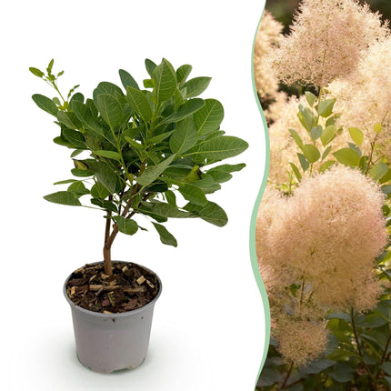 Cotinus coggyria Young Lady – 12cm – Höhe ca. 35cm – Rosa Sommerblüte & grünes Laub