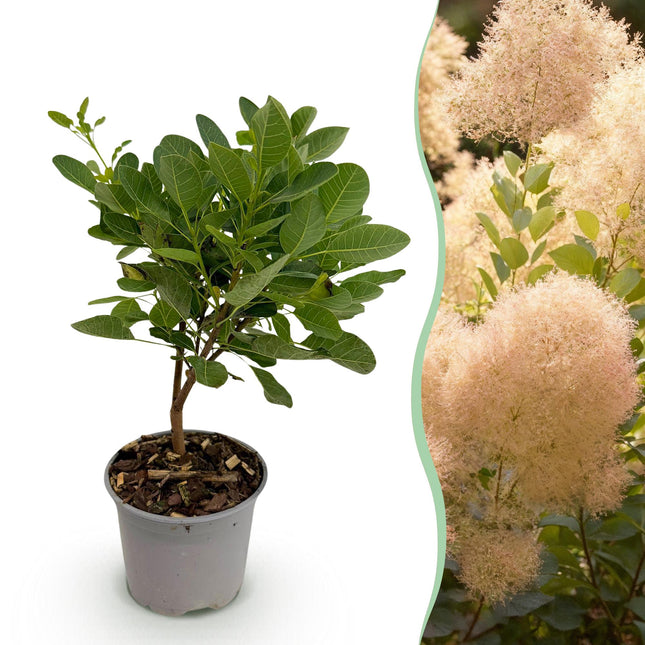 Cotinus coggyria Young Lady – 12cm – Höhe ca. 35cm – Rosa Sommerblüte & grünes Laub