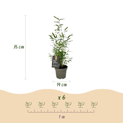 Bambus Fargesia Black Dragon – Immergrün – 4 Pflanzen – Nicht ausbreitend – Schwarze Stämme – Für Hecke, Garten & Terrasse – Ø14cm Höhe ca. 35cm