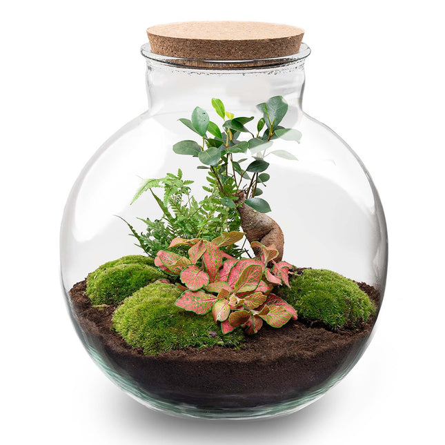 Flaschengarten DIY Bausatz – Terrarium Set „Bolder Bob Bonsai“ – Ø31cm x H30cm – Mit Ficus Ginseng, Fittonia & Moos – Selbstversorgendes Pflanzen-Ökosystem zum Selbermachen