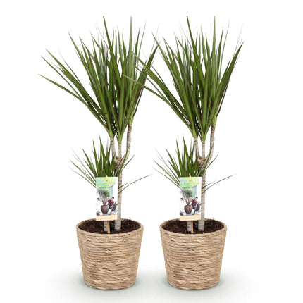Dracaena Marginata – Drachenbaum – 2 Pflanzen – 70-80cm – 17cm – Pflegeleichte Zimmerpflanze mit schlanken grünen Stämmen – inkl. Naturkorb