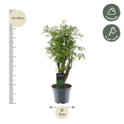 Polyscias Hawaiiana Ming 45cm – Ø12cm – Zimmerpflanze mit dichtem, tiefgrünem Blattwerk – Pflegeleicht & ideal für Wohnzimmer, Büro & Innenräume