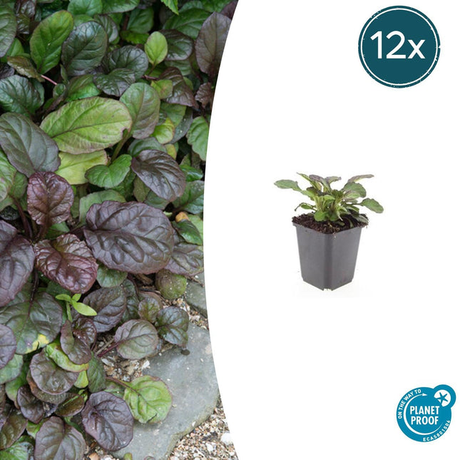 Großblättriger Günsel – Ajuga reptans 'Catlin's Giant' – 12 Pflanzen – Bodendecker mit großen Blättern & blauen Blüten – Winterhart & pflegeleicht – Höhe 10-25cm