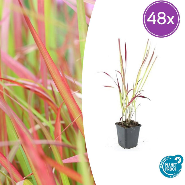 Imperata cylindrica 'Red Baron' – 48 Pflanzen – ↕10-25cm – Ø9cm – Japanisches Blutgras – Ziergras mit roten Blattspitzen – Winterhart & pflegeleicht – Für Beete & Kübel