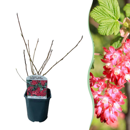 Blutjohannisbeere Ribes sanguineum 'Kind Edward' – Rosa Blüte – Bienenfreundlich – Frühjahrsblüher – Pflegeleicht – Ø17cm – Höhe ca. 45cm