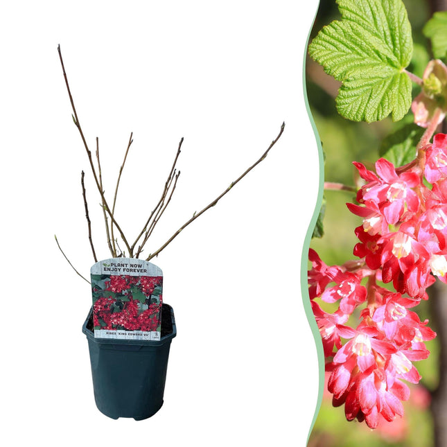 Blutjohannisbeere Ribes sanguineum 'Kind Edward' – Rosa Blüte – Bienenfreundlich – Frühjahrsblüher – Pflegeleicht – Ø17cm – Höhe ca. 45cm