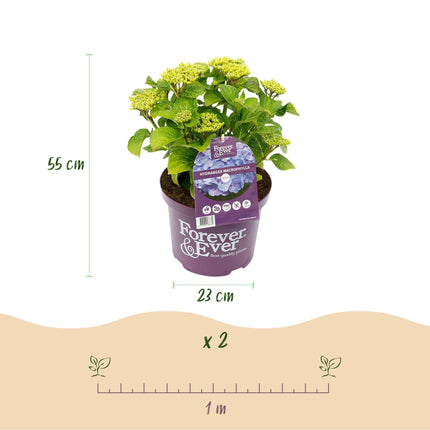 Hortensie Forever & Ever – Blau – 2 Pflanzen – Hydrangea macrophylla – Je im 23cm Topf – Ca. 55cm hoch – 7-12 Blüten – Für Balkon, Terrasse & Beet