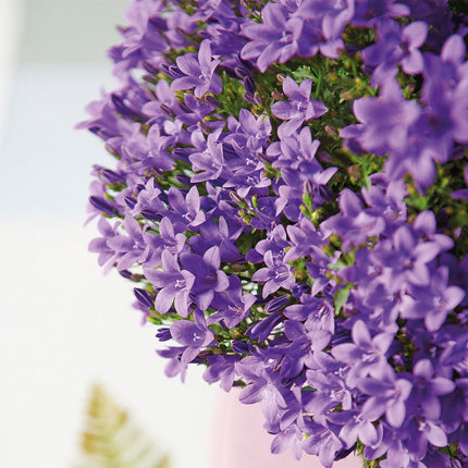 Campanula Addenda Ambella lila 6er Set – Glockenblume violett Topfgröße 12cm – winterhart, lang blühend – Bodendecker für ca.1m²