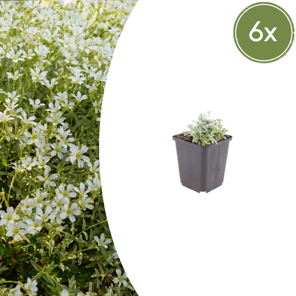 Filziges Hornkraut Cerastium tomentosum – 6 Pflanzen – Teppichbildende Staude für sonnige Standorte – Bodendecker für Steingarten & Beet – 10-25cm