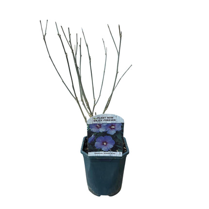 Garteneibisch Hibiscus syriacus Oiseau Blue – Strauch – Blüte Blau – Wenig Pflege – 17cm Höhe 45cm – Für Garten & Terrasse
