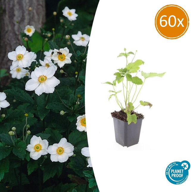 Japan – Herbst – Anemone hyb. 'Honorine Jobert' – ↕10-25cm – Ø9cm – 60 Pflanzen – Weiße Herbstblüte – Pflegeleicht – Sonne & Halbschatten