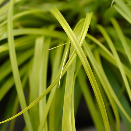 Ziergras Segge Carex oshimensis Everillo – Leuchtend Gelb – Immergrün & winterhart – Höhe ca. 50cm – 17cm – Farbintensives Gras für Beet & Kübel