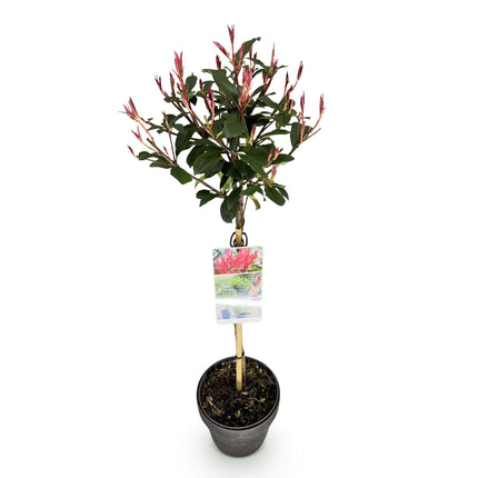 Glanzmispel Photinia fraseri Carré Rouge – 19cm Höhe ca.90cm – Immergrün & winterhart – Grün – rotes Laub – Ziergehölz
