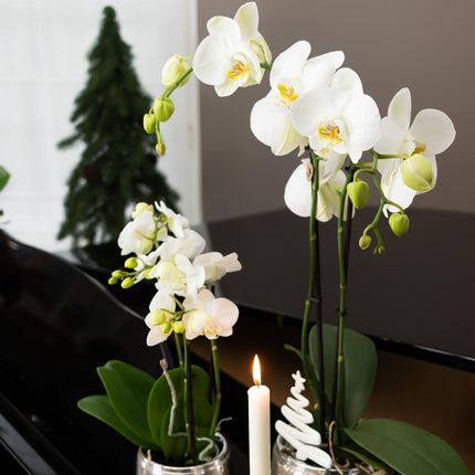 Luxuriöser Blumentopf – Silberner Keramiktopf Ø6cm – Eleganter Ziertopf für kleine Pflanzen – Hochglanz – Dekoration für Wohnraum & Büro