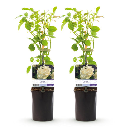Kletterrose – Rosa White Climber – Blüte Weiß – 2 Pflanzen – Wenig Pflege – 11cm – Höhe ca. 40cm