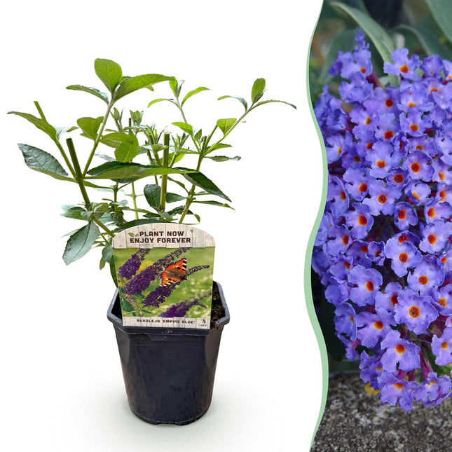 Schmetterlingsstrauch Buddleja davidii Empire Blue – Blau blühender, laubabwerfender Gartenstrauch – Schmetterlings – & bienenfreundlich