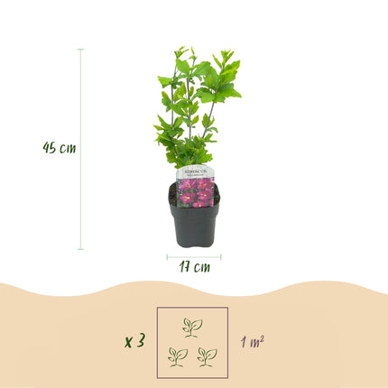 Hibiscus syriacus Tricolour – 3 Pflanzen 17cm – ca. 45cm hoch – Garteneibisch mit rosa, weißen & blauen Blüten – Winterharter Strauch – Pflegeleicht für Garten & Hecke