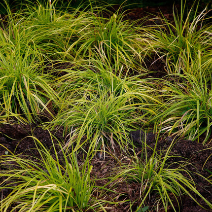 Ziergras Segge Carex oshimensis Everillo – Leuchtend Gelb – Immergrün & winterhart – Höhe ca. 50cm – 17cm – Farbintensives Gras für Beet & Kübel