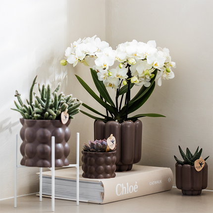 Weiße Phalaenopsis Orchidee – „Zürich“ – Ø9cm – Elegante blühende Zimmerpflanze mit 2–3 kräftigen Trieben – Kompakte Orchidee als Dekoration & Geschenkidee – Frisch aus der Gärtnerei