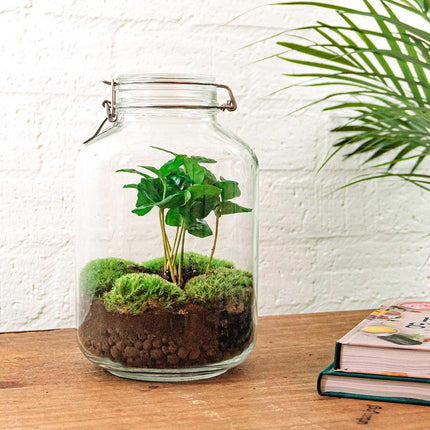 Flaschengarten Coffea Arabica – DIY Bausatz Terrarium – ↕28cm – Do-It-Yourself Pflanzen-Set – Autarkes Mini-Ökosystem mit Kaffeepflanze & Moos – Für Wohnung & Büro