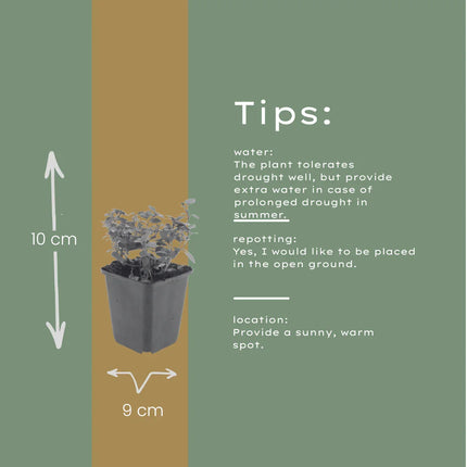 Origanum laevigatum Herrenhausen – 6 Pflanzen – Ø9cm – Höhe 10-25cm – Winterharter Zieroregano – Bienenfreundlich – Für Beet & Steingarten