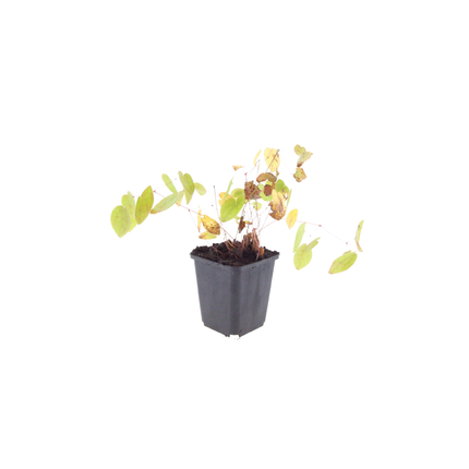 Elfenblume Epimedium × youngianum ‘Niveum’ – 24 Pflanzen – 10-25cm – Ø9cm – Weiße Schattenstaude – Winterharter Bodendecker für Garten & Gehölzrand