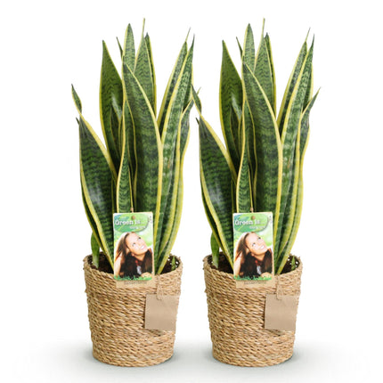 Sansevieria Laurentii – Zwei pflegeleichte Schwiegermutterzungen im dekorativen Korb – 17cm – Höhe 60-70cm – Grün – Robuste Luftreinigende Pflanzen
