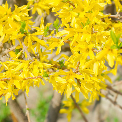 Forsythia intermedia Goldrausch – Zierstrauch mit gelben Blüten – 17cm – Höhe ca. 45cm – Schnellwachsender & pflegeleichter Blütenstrauch – Frosthart für Garten & Hecken