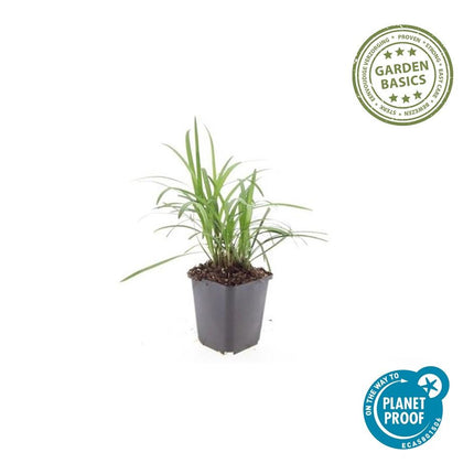 Liriope muscari 'Monroe White' – 48 Pflanzen – Immergrüne Staude – 9cm – ↕10-25cm – Weißblühende Bodendeckerpflanzen – Winterhart & pflegeleicht