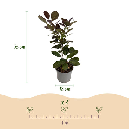 Cotinus coggygria Royal Purple – 3 Pflanzen – 12cm – Höhe ca. 35cm
