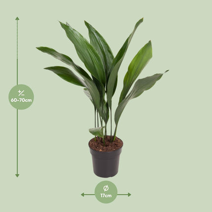 Aspidistra Elatior – Zimmerpflanze „Die Bar“ – Ø17cm – Höhe ca. 70cm – Pflegeleichte Grünpflanze mit glänzenden, dunkelgrünen Blättern – Ideal für schattige Standorte im Wohnzimmer, Büro & Flur