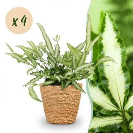 Pteris Cretica Albolineata Schwertfarn Zimmerpflanze 4er Set inkl. Naturkorb
