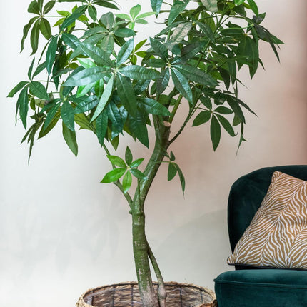 Kunstpflanze Pachira Aquatica – Glückskastanie 180cm – Täuschend echt mit glänzenden Blättern & Doppelstamm – Pflegefreier Kunstbaum für Wohnung & Büro