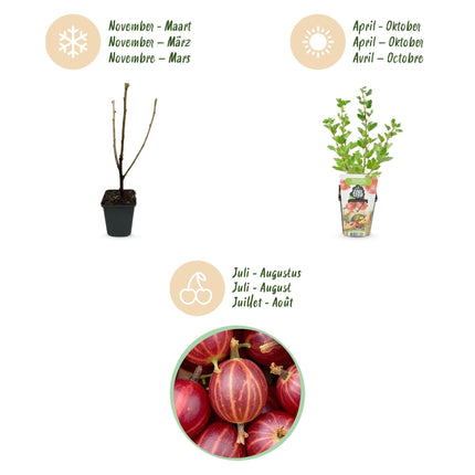 Rote Stachelbeere Ribes uva – crispa Hinnonmaki winterhart 3 Pflanzen Ø9cm Höhe30cm – Süß – saure rote Beeren für Garten Beet Balkon & Terrasse