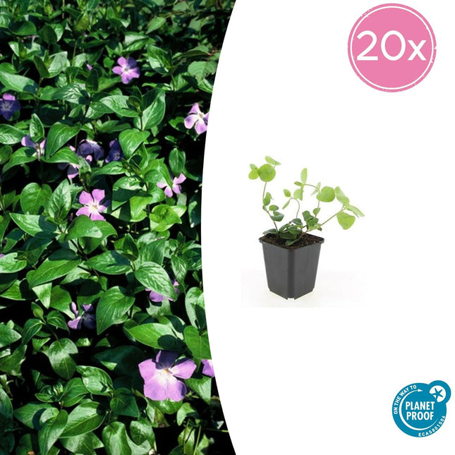 Großes Immergrün Vinca major – ↕10-25cm – Ø9cm – 20 Pflanzen – Immergrüner Bodendecker für Schattenbeete & Unterpflanzungen