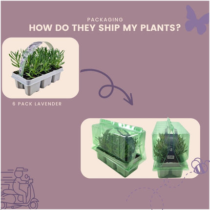 Echter Lavendel Angustifolia White – 12 Pflanzen Ø7cm – Mehrjährig, duftend & frosthart – Kompakte lila Blüten – Frisch vom Züchter