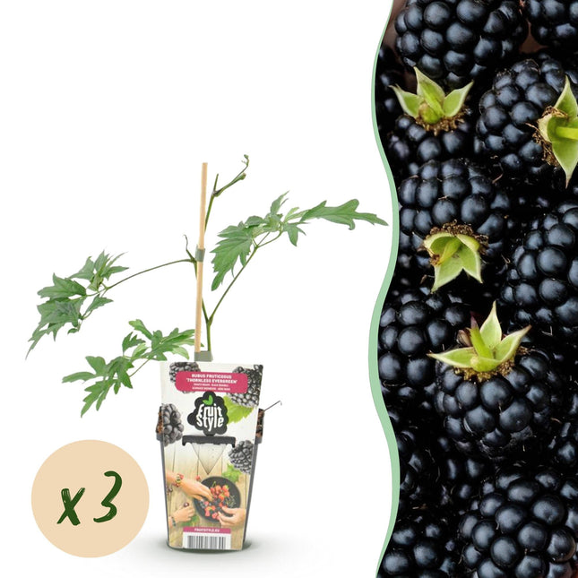 Immergrüne Brombeere Rubus fruticosus Thornless Evergreen frosthart 3 Pflanzen Ø9cm Höhe30cm – Dornenlose schwarze Brombeere für Garten & Balkon