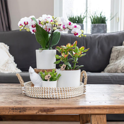 Simplicity Blumentopf Weiß – Ø6cm – Moderner Mini Blumentopf für kleine Pflanzen, Sukkulenten & Kräuter – Stilvoller Pflanztopf für Fensterbank, Büro & Dekoration