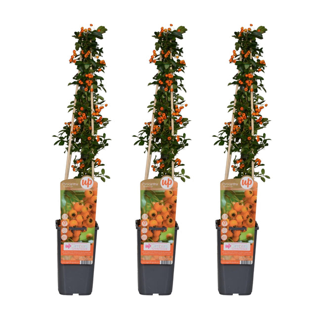 Feuerdorn Pyracantha 'Soleil d'Or' – 3 Pflanzen – Ø15cm – 65cm Höhe – Immergrüner, stacheliger Strauch – Vogelparadies und Sichtschutz