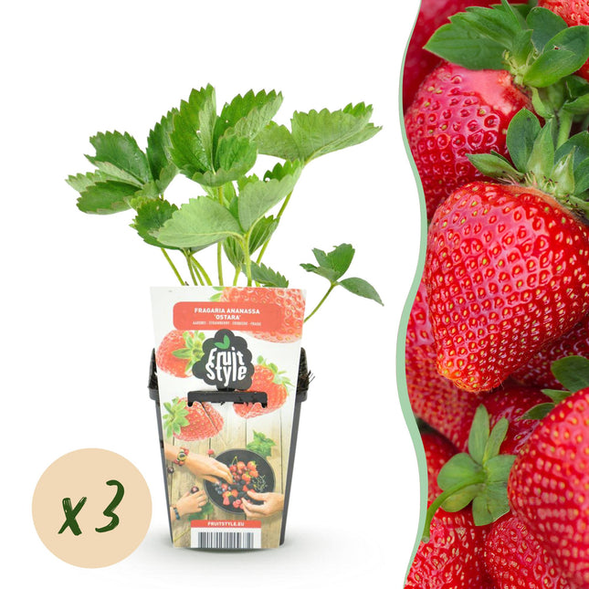 Erdbeere Fragaria Maxim winterhart 3 Pflanzen Ø9cm Höhe30cm – Rote Erdbeere für Beet Balkon & Topf – Pflegeleichte Obstpflanze mit süßem Aroma
