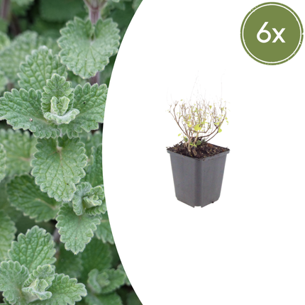 Bergminze Calamintha nepeta – 6 Pflanzen – Aromatische Staude für sonnige Beete & Steingarten – Insektenfreundlich & trockenheitsverträglich – Ø9cm