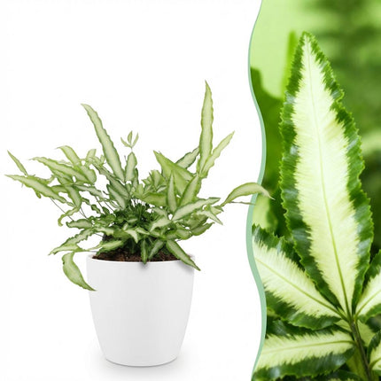 Pteris Cretica Albolineata Schwertfarn Zimmerpflanze mit weißem Topf Ø12cm Höhe 20cm Haustierfreundliche Grünpflanze pflegeleicht für Zimmer & Büro