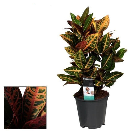 Croton Petra – Zimmerpflanze – Ø17cm – ↕55cm – Bunte Blattpflanze mit lebhaften Farben – Pflegeleicht & dekorativ
