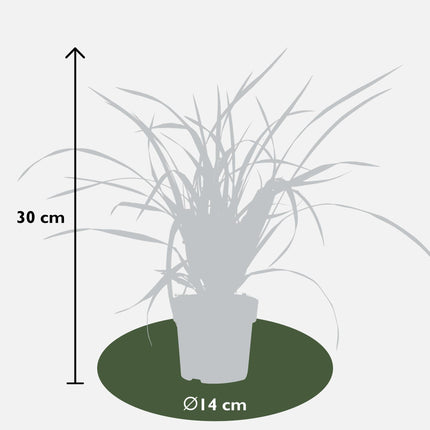 Carex morrowii 'Irish Green' - Immergrünes Ziergras - Ø19cm ↕40cm - Robuste Gartenpflanze für Sonne & Schatten