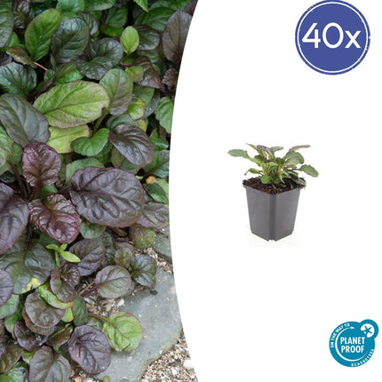 Großblättriger Günsel – Ajuga reptans 'Catlin's Giant' – ↕10-25cm – Ø9cm – 40 Pflanzen – winterharter, robuster Bodendecker