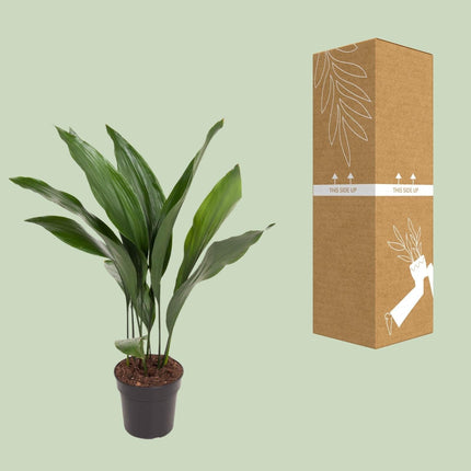 Aspidistra Elatior – Zimmerpflanze „Die Bar“ – Ø17cm – Höhe ca. 70cm – Pflegeleichte Grünpflanze mit glänzenden, dunkelgrünen Blättern – Ideal für schattige Standorte im Wohnzimmer, Büro & Flur