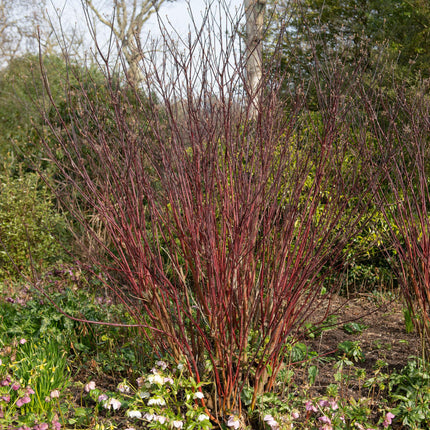Cornus alba 'Kesselringii' – Schwarzholz-Hartriegel – Zierstrauch 17cm – ca. 45cm hoch – Pflegeleicht & winterhart – Für Hecke & Beet